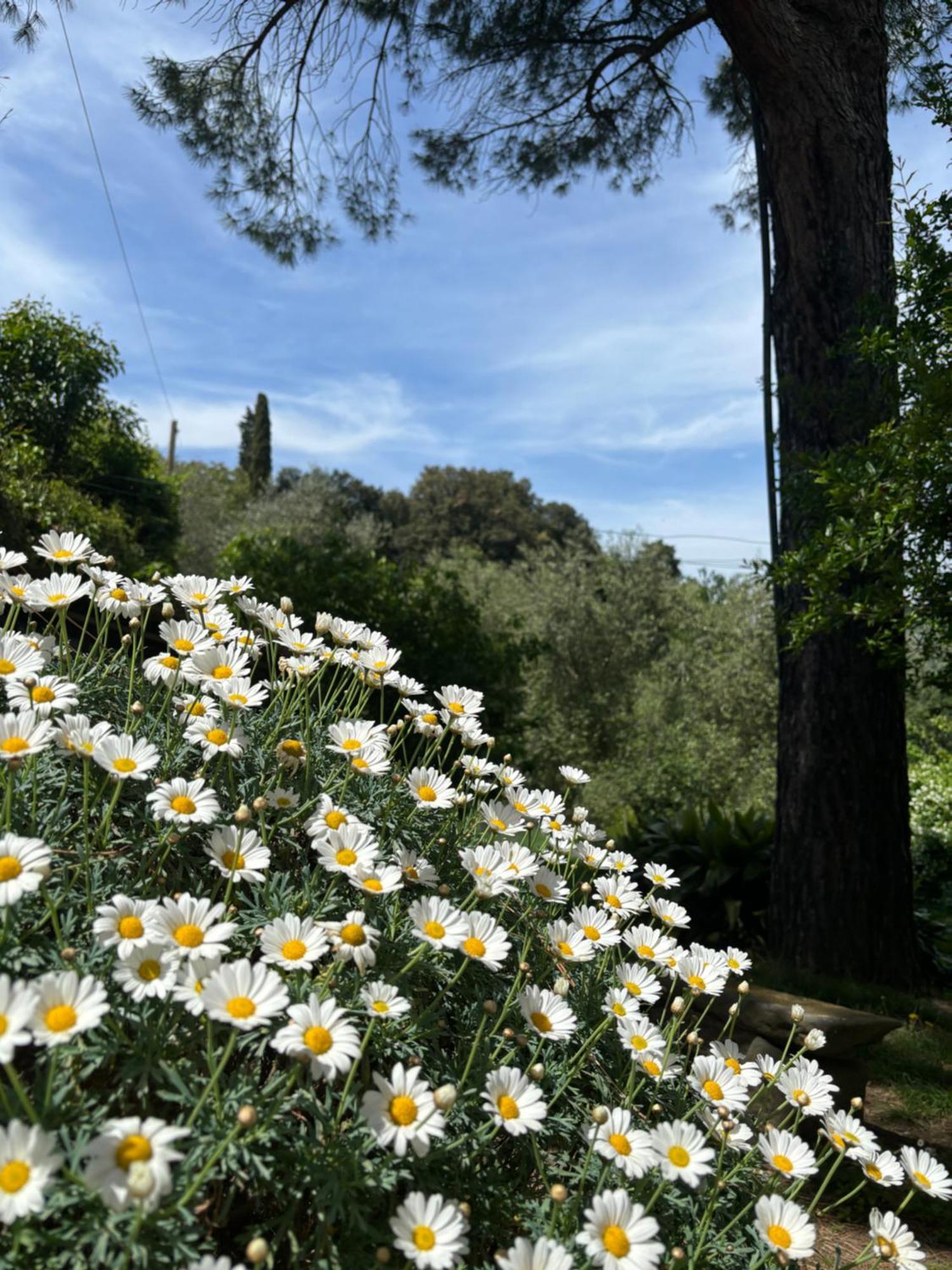 Fuccioli Ii Villa